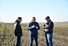 Майже 1000 саджанців червоного дуба посадили у лісосмугу